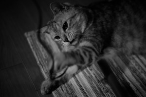 旅行記を読みたい、サブ4の確認、20240210