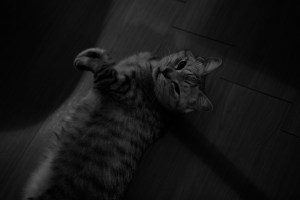 スマートウォッチで心拍数を測る、『翼よ、北に』、20240212