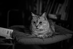 季節はずれの暖かさ、兵站、桃の花、20240213