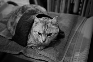 旅は富山へ、20240221