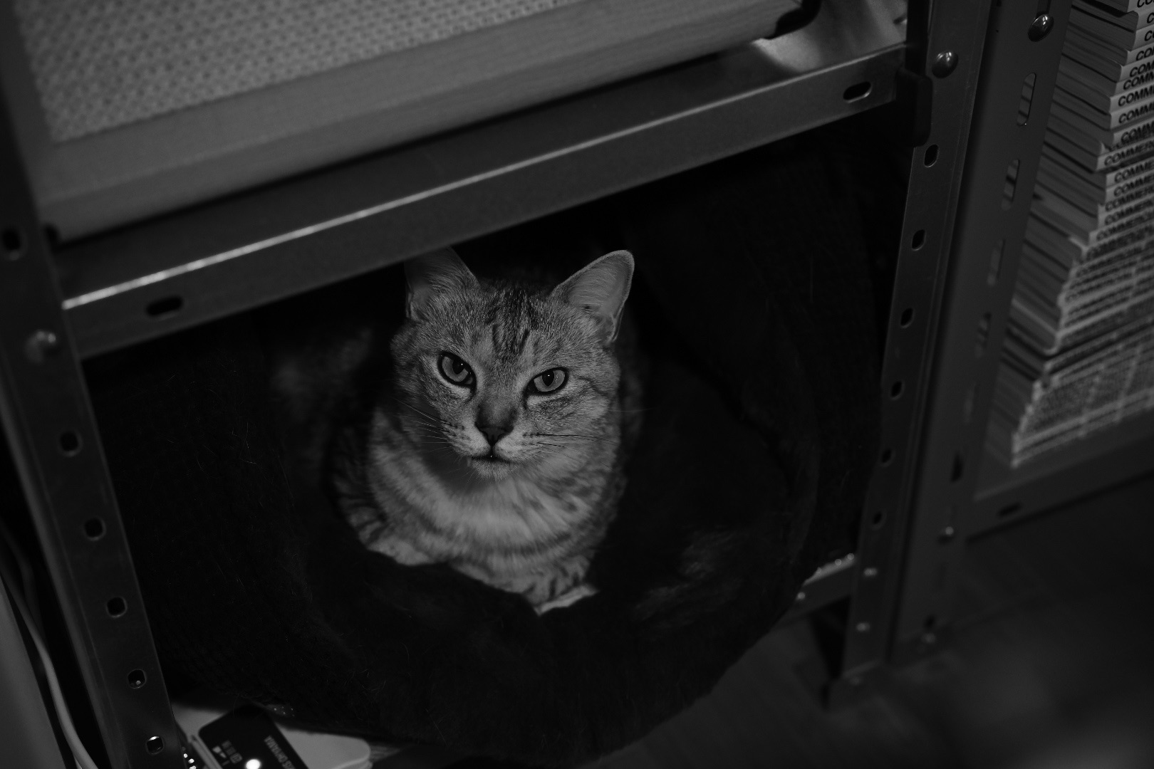 マコさんと、くそじじいと、SGさんと、ZKさんと、ヤスさん、20240222