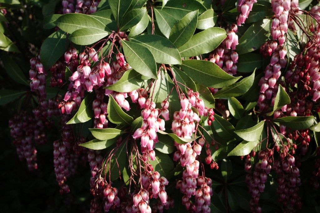 医者にかかる心理的ハードル、図書館で調べもの、二子玉川で買い物、菅、安倍、菅、尾中、藤田、藤田、20240321