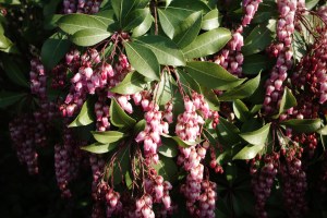 医者にかかる心理的ハードル、図書館で調べもの、二子玉川で買い物、菅、安倍、菅、尾中、藤田、藤田、20240321