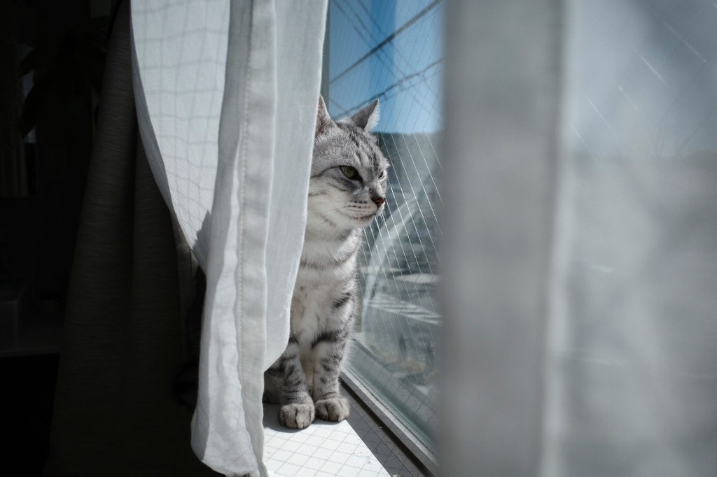 藤田湘子の俳句入門書を読む、尾中香尚里著『安倍晋三と菅直人 非常事態のリーダーシップ』を読んで、レコードのプレゼント、20240327