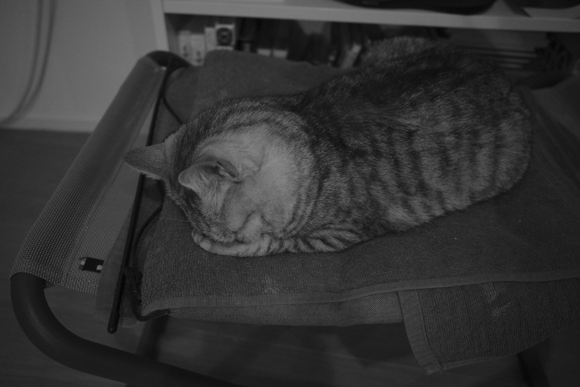 スワローズ開幕戦、個人的MOMは武岡、20240329