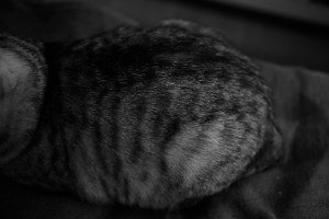 旅の荷を解く、八ヶ岳の牛乳、東京での仕事、F1始まる、20240229