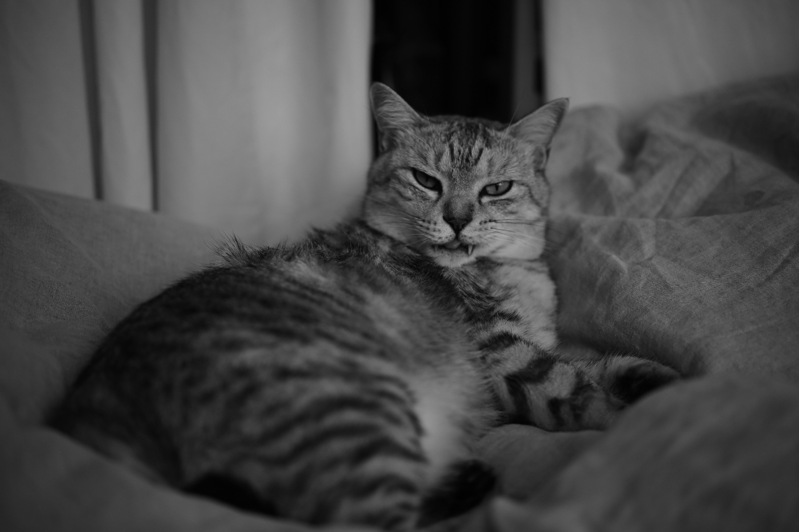 春眠、レース用のシューズ、20240301