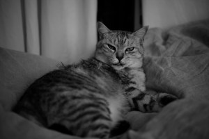 春眠、レース用のシューズ、20240301