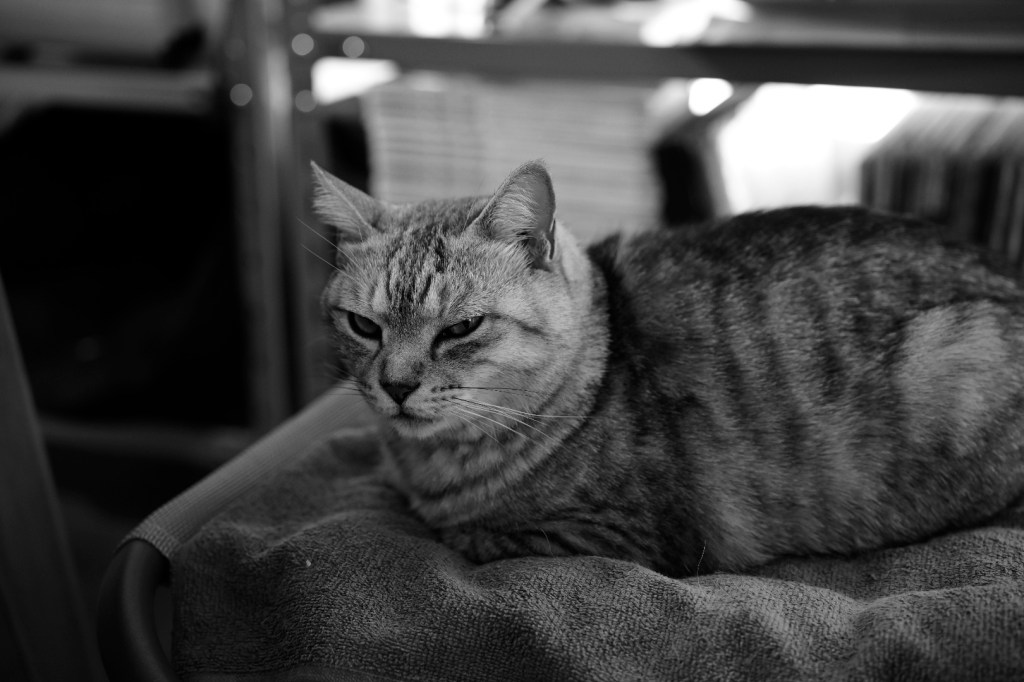 猿にも仙にもならで、サインツのオーバーテイク、20240302