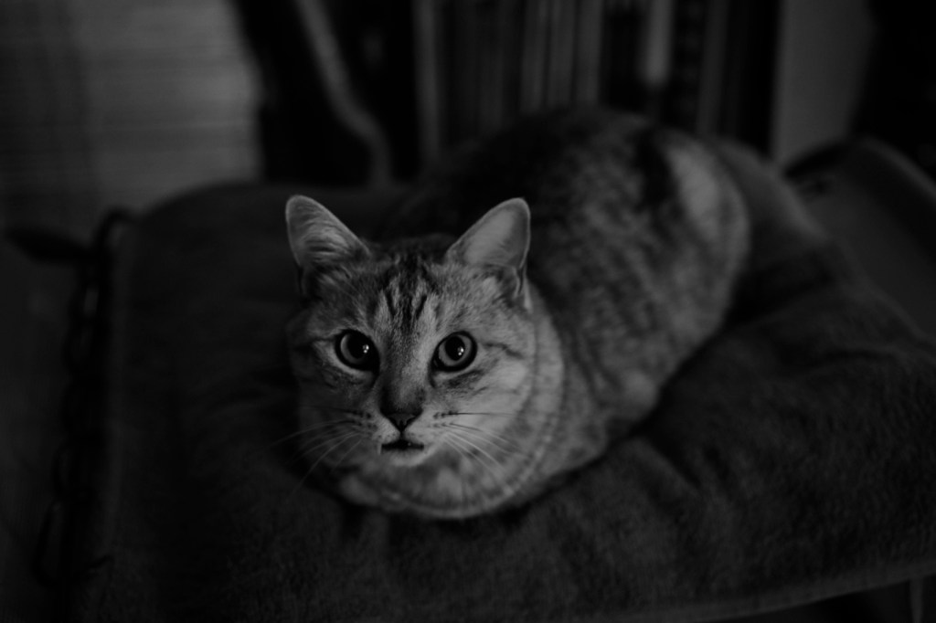 滅茶苦茶なバランス・シート、30キロ走、そして次の大会、20240304