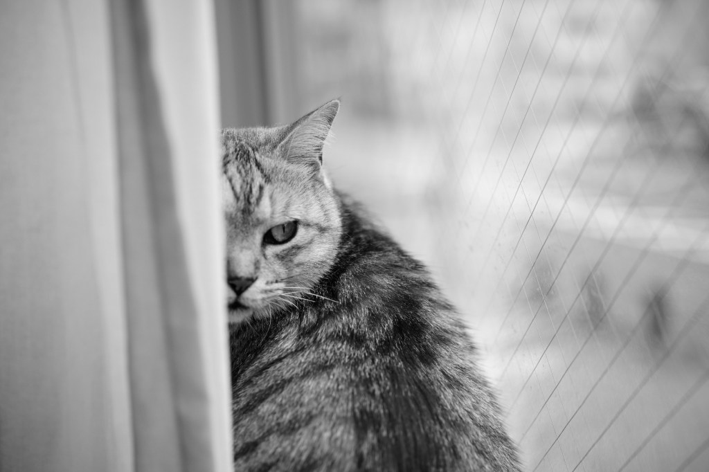 新月近し、スワローズの飛車と角、ノスタルジアとしての『冷血』、20240306