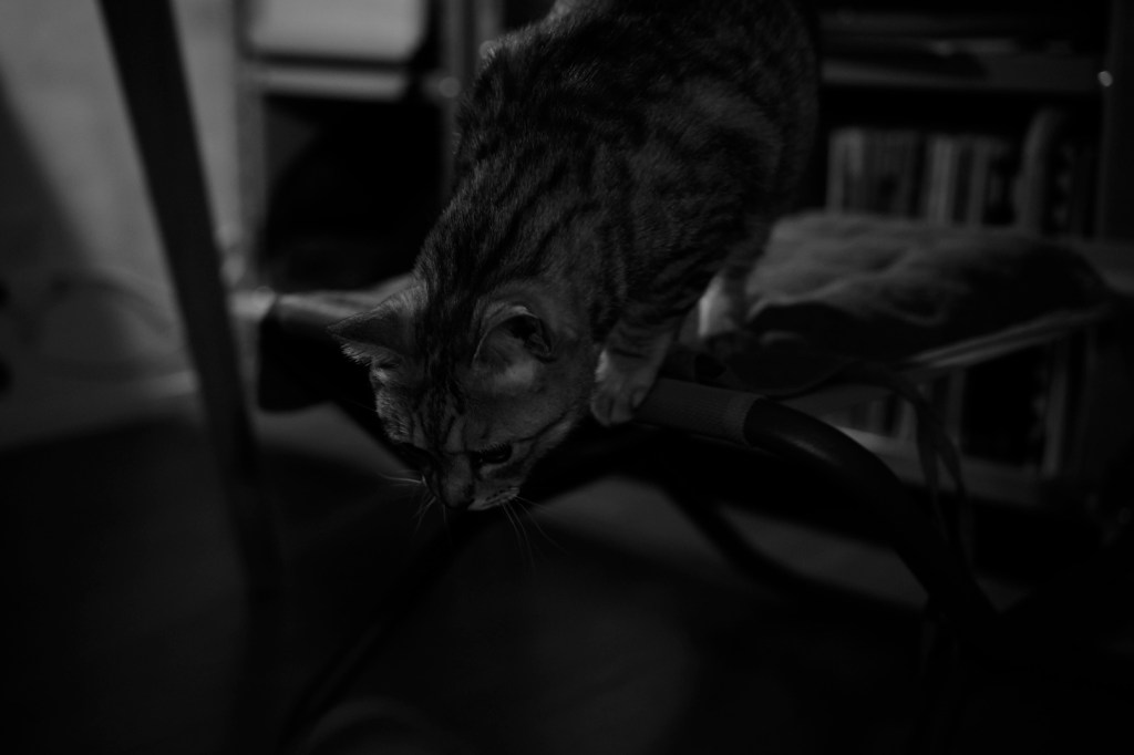 読書会的土曜日、20240309