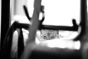 夜のドライブは「フーガの技法」を聴きながら、20240308