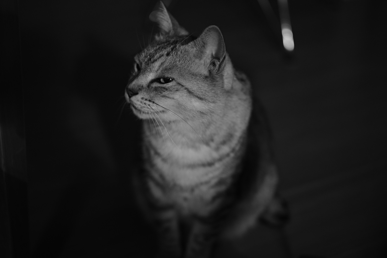 読書会的日曜日、20240310