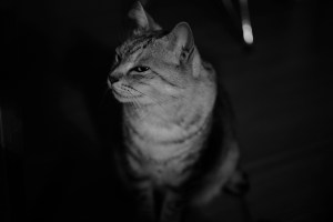 読書会的日曜日、20240310