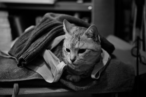 早起き出来ず、神経質を神経質に悩む、20240312