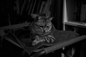 山田哲人と村上宗隆よ、いつまでも若くあれ、20240313