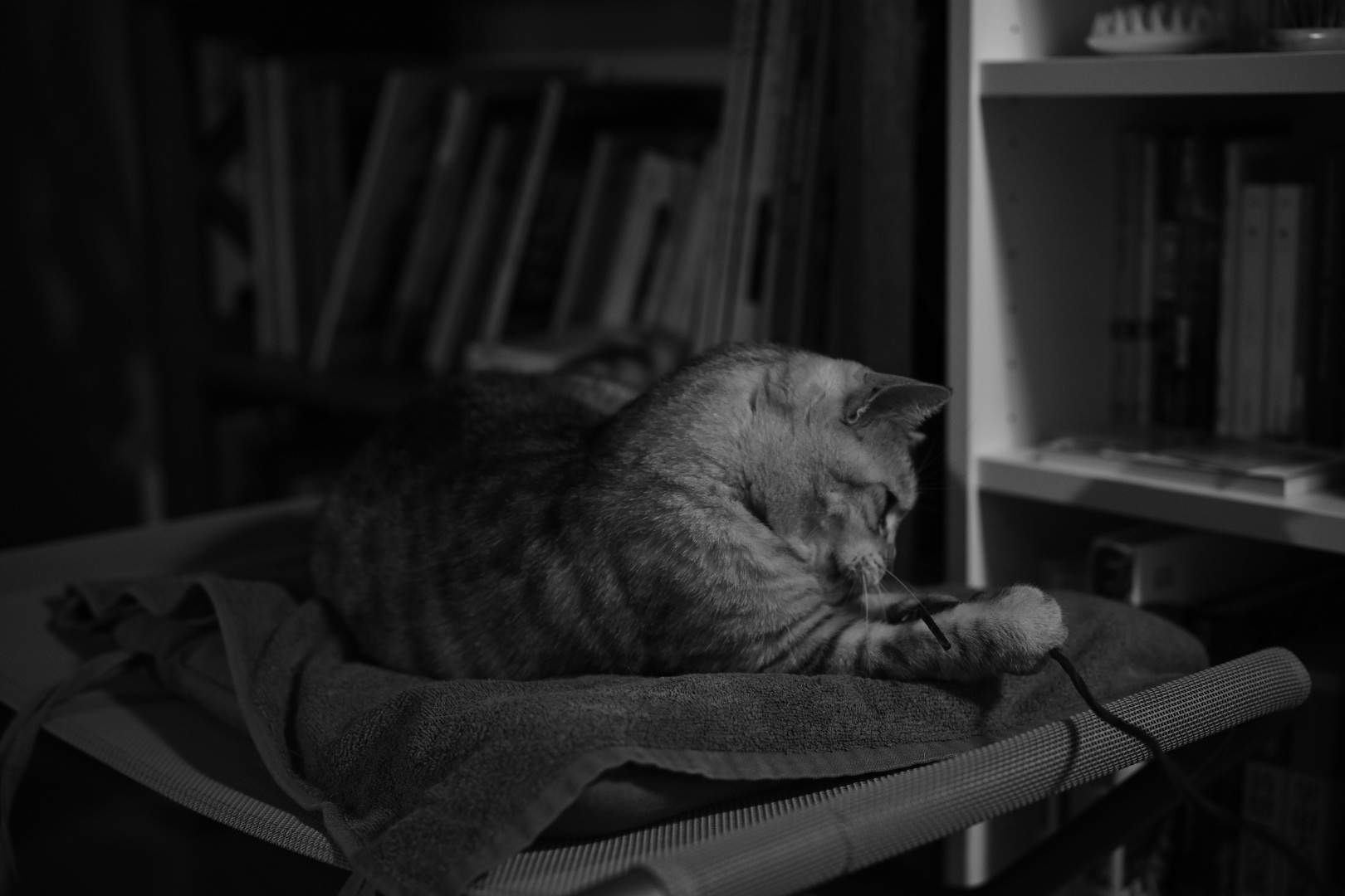 板橋Cityマラソンの反省会、菅直人『民主党政権 未完の日本改革』を読み終える、20240318