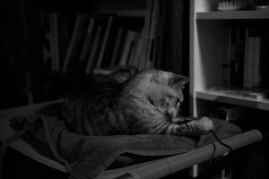 板橋Cityマラソンの反省会、菅直人『民主党政権 未完の日本改革』を読み終える、20240318