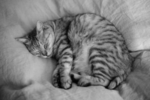 吉村、散歩、図書館、毎日、朝日、シジュウカラ、中平、レースプラン、20240316