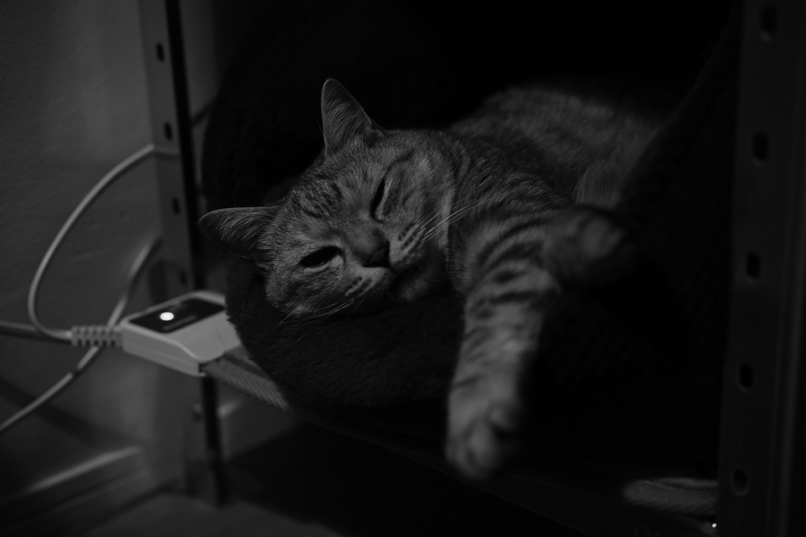 花を見る余裕がないのはよくない、不惑まであと三年、20240326