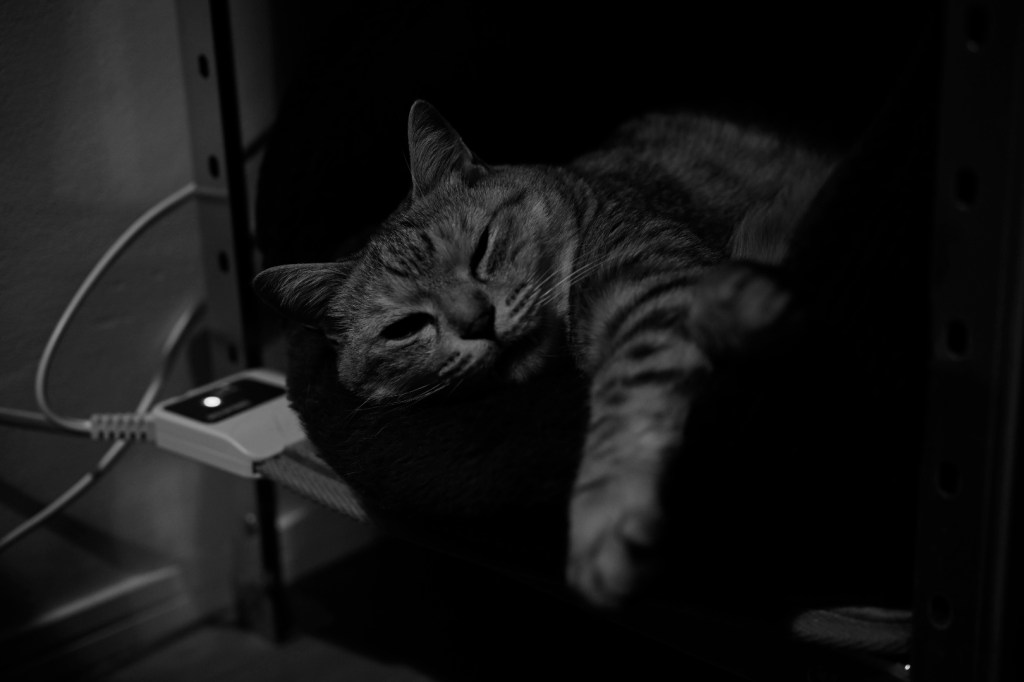 花を見る余裕がないのはよくない、不惑まであと三年、20240326