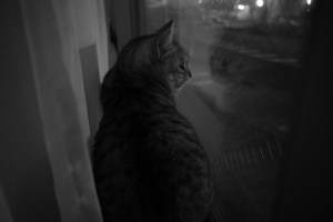 本棚と山本由伸、スワローズの輝ける投手陣、20240331