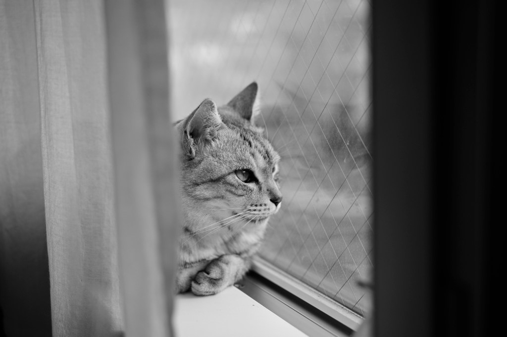 花を見たいが机に向かう、20240402