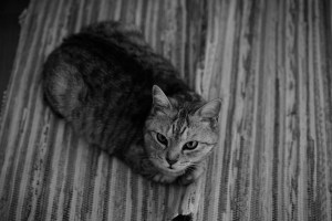 初夏の花粉に反応する、2番村上、3番青木、20240414