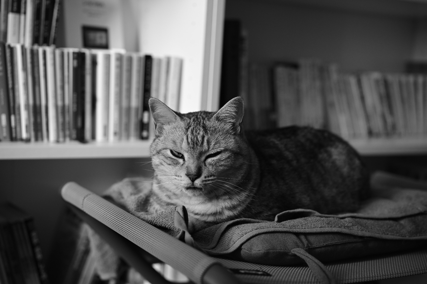 起きしなに文庫本をめくる、中央線沿線の古書店の尊さよ、20240415