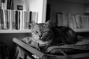 起きしなに文庫本をめくる、中央線沿線の古書店の尊さよ、20240415