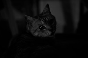 手で縦に日本語を書くこと、酒断ちは3ヶ月、圧倒的なクローザー、20240423