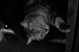 ノーガード、20240425