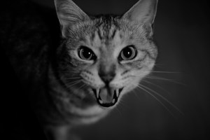 マラソン1週間前、多摩川を10キロ、池澤レート、20240426