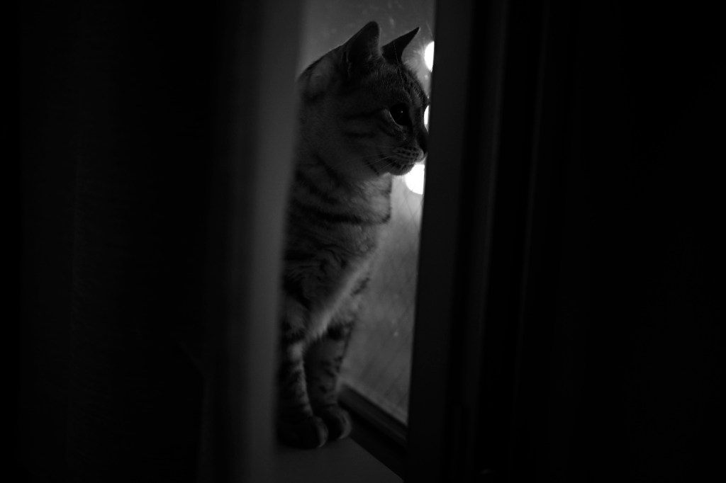 古いカローラの節度、20240429