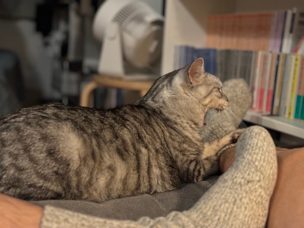 服と猫を洗う、これぞ菅野、塩見よ無事であれ、20240511