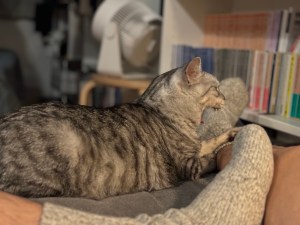 服と猫を洗う、これぞ菅野、塩見よ無事であれ、20240511