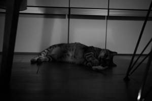 雨と勘違いで暇な一日を過ごす、20240430