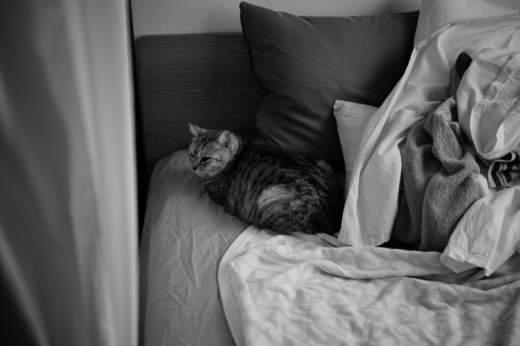 早朝の猫騒動、20240501