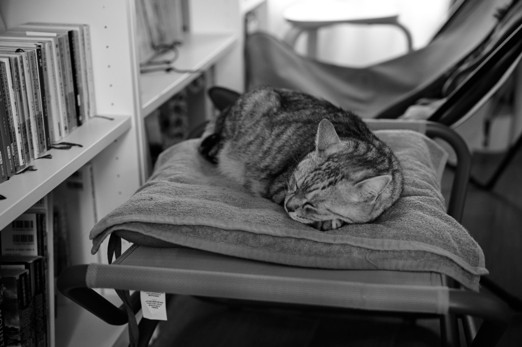 新月近し、夏立つ、熱狂の中日ドラゴンズ、20240505