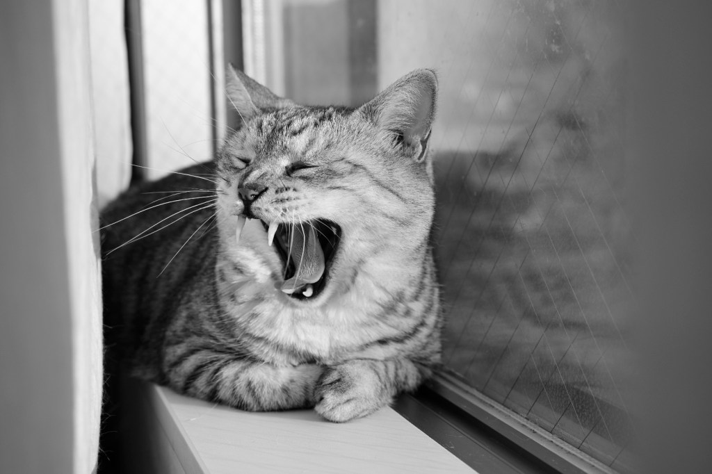 今後の走り方、まずは月に20時間、スポーツ三昧の週末、20240504