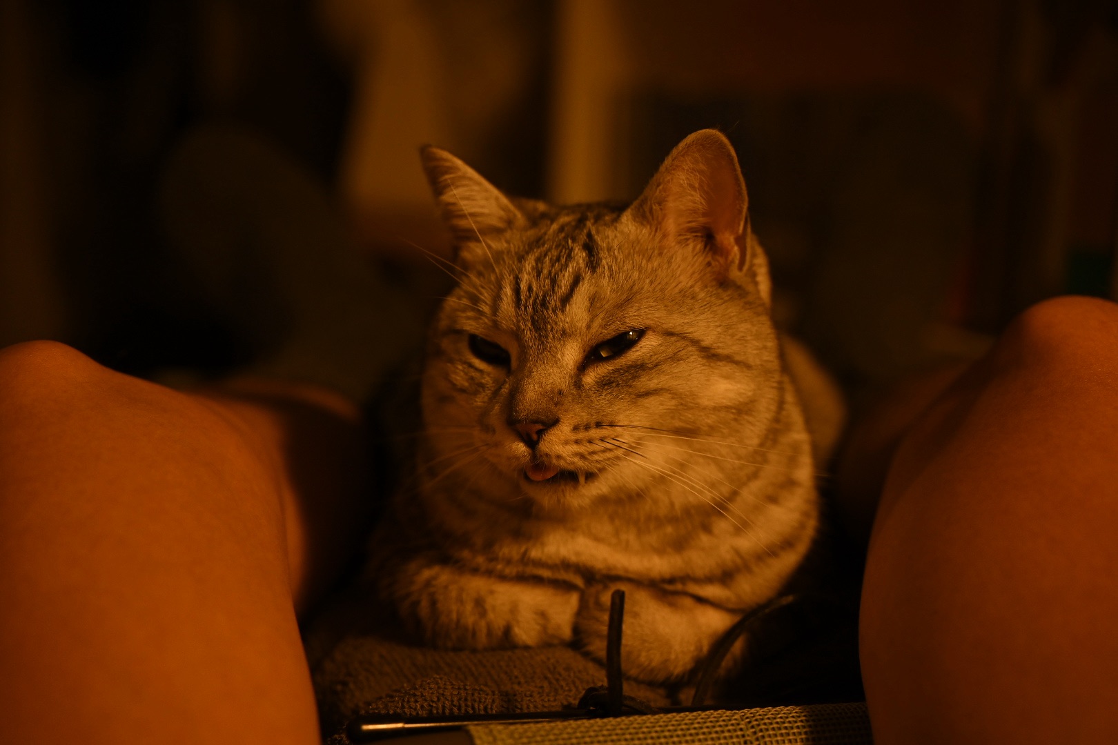 筋肉痛の週末、猫の翻意、塩見よがんばれ、スター長岡、20240512