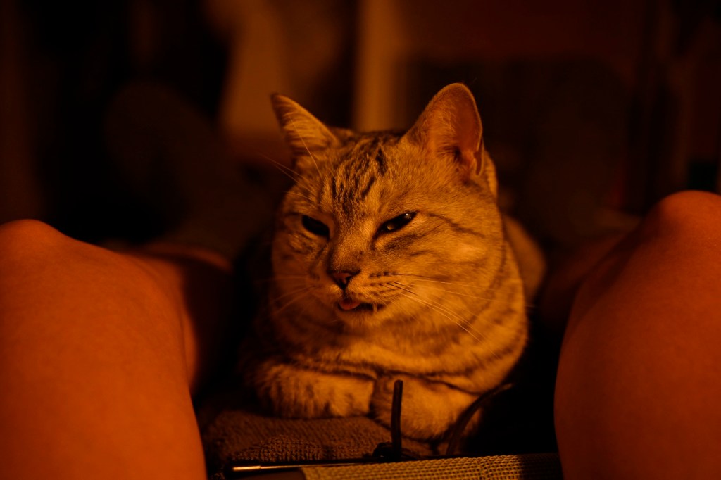 筋肉痛の週末、猫の翻意、塩見よがんばれ、スター長岡、20240512