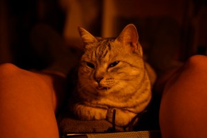 筋肉痛の週末、猫の翻意、塩見よがんばれ、スター長岡、20240512