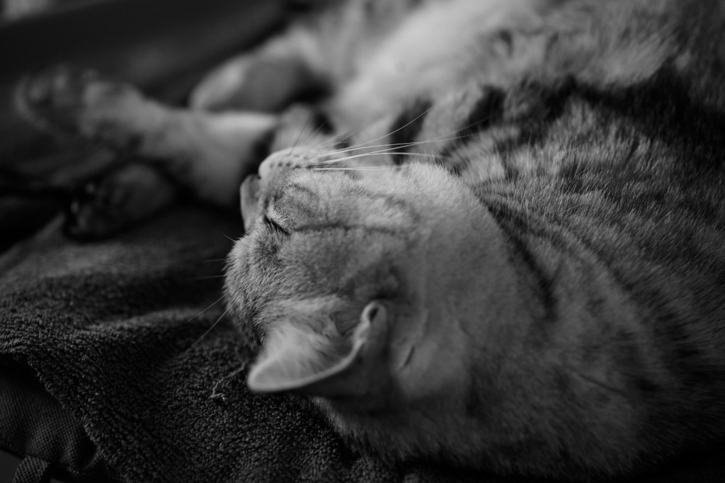 第1期目の決算終わる、コンステレーション、20240516