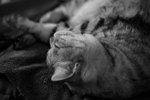 第1期目の決算終わる、コンステレーション、20240516