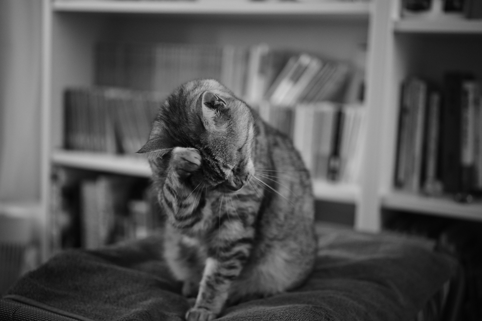 穴熊的スポーツ観戦の週末、F1エミリア・ロマーニャGP、甲子園での阪神戦、20240518