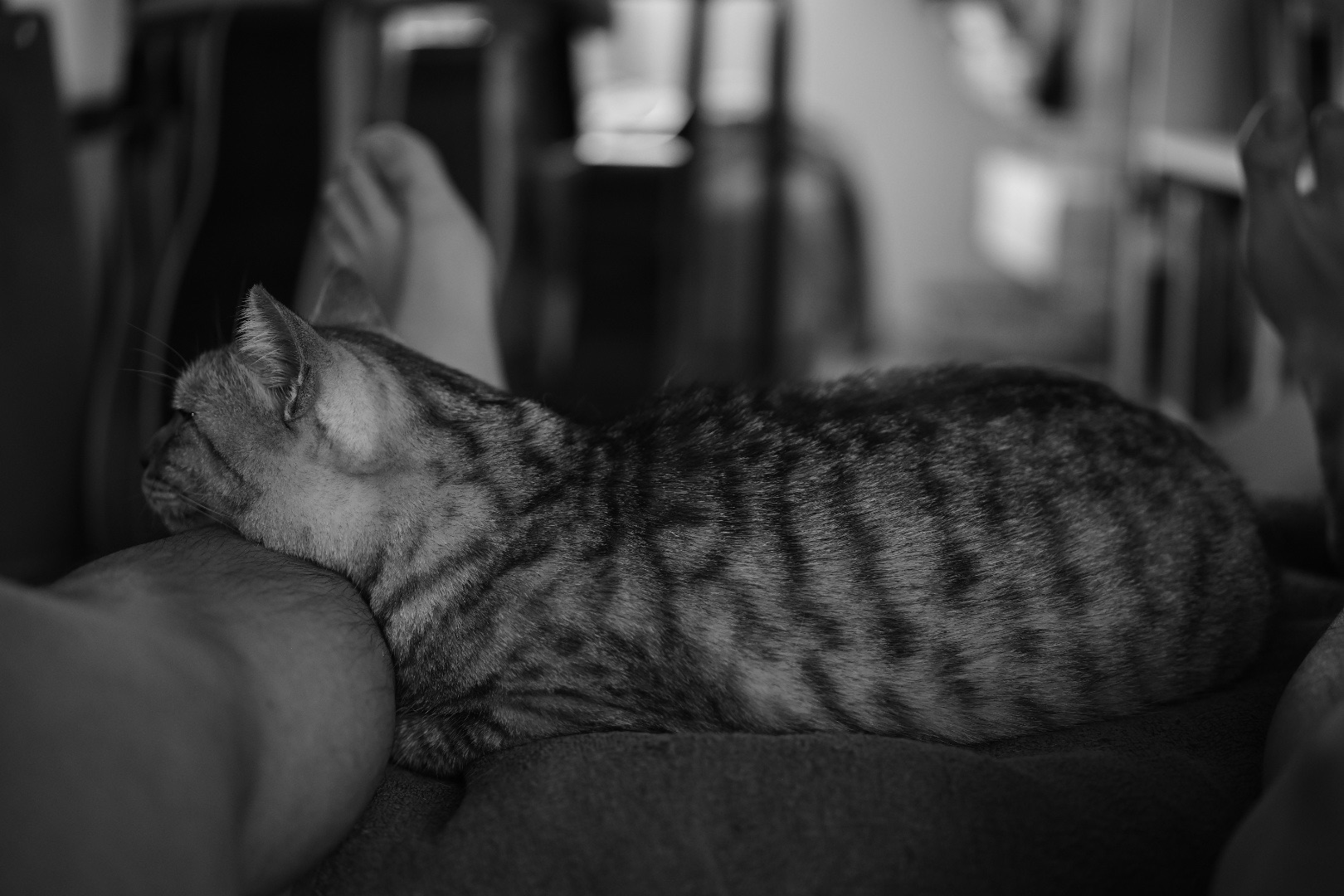 旅行者に頼まれシャッターを押す、エミリア・ロマーニャGP決勝、20240519