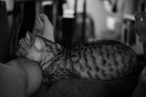 旅行者に頼まれシャッターを押す、エミリア・ロマーニャGP決勝、20240519