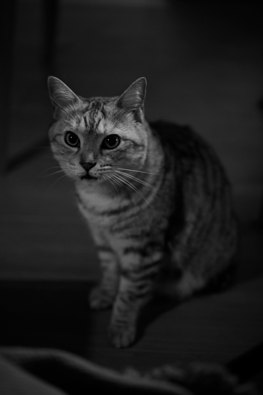 かたらふ、ぽこぽこ、編集、すなわち猛烈、20240520